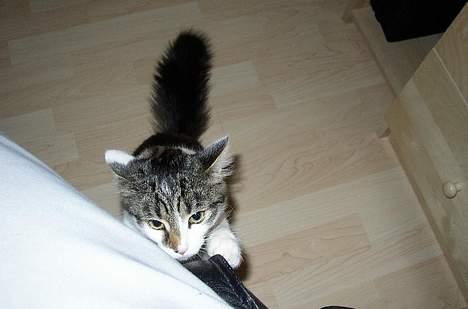 Maine Coon Felix - Jeg må godt komme op, ikk moar ? billede 17