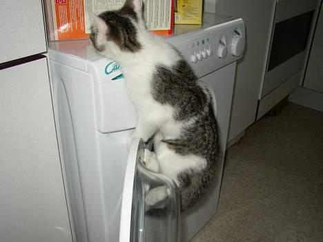 Blanding af racer Taco - Taco er ved at bestige vaskemaskinen *ggg* billede 14