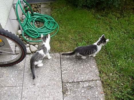 Blanding af racer Taco - Taco og Felix studerer haven *GG*. billede 15