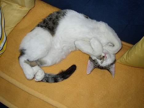 Blanding af racer Taco - Årh moar... Klø mig nu på maven :D billede 16