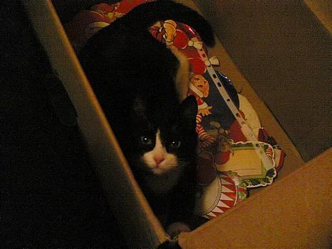 Blanding af racer Mille - Hej mor, det gør ikke noget jeg ligger her ikassen oven på din julepynt vel ? =oD billede 6