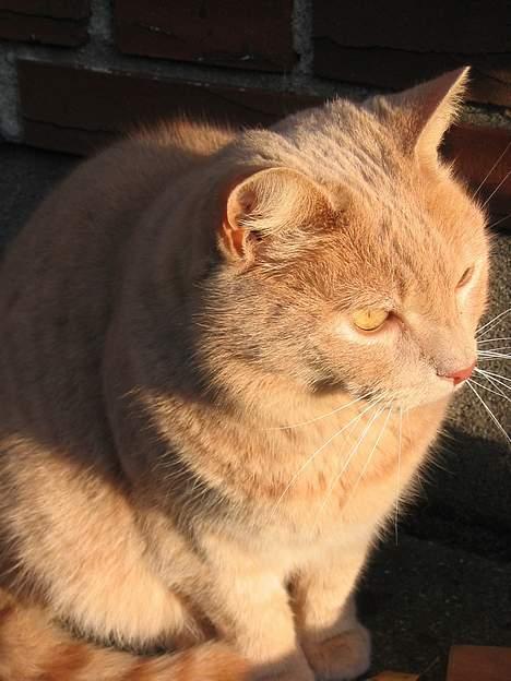 Huskat Simba billede 1