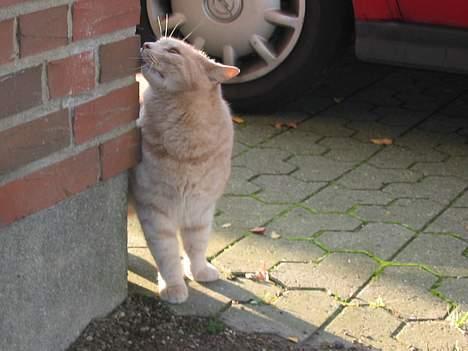 Huskat Simba billede 2