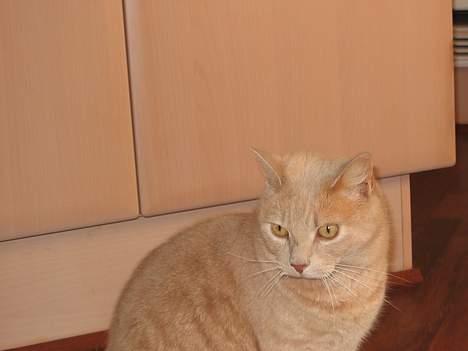 Huskat Simba billede 3