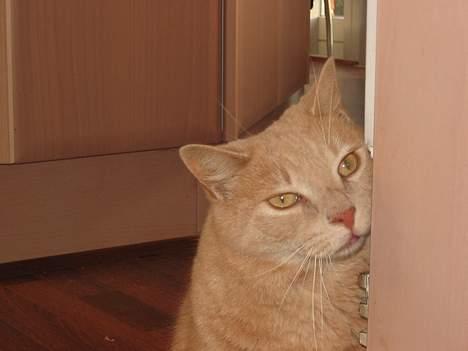 Huskat Simba billede 4