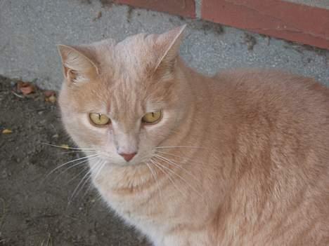 Huskat Simba billede 5