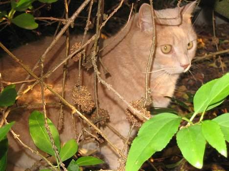 Huskat Simba billede 6