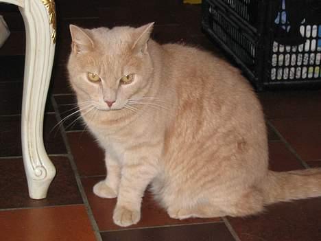 Huskat Simba billede 7