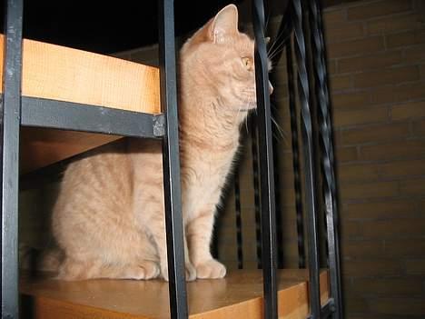 Huskat Simba - Her sidder jeg og venter på at "mor" kommer hjem på weekend og besøger mig:-) billede 8