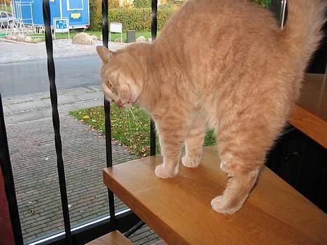 Huskat Simba billede 9