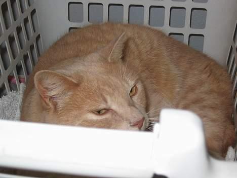 Huskat Simba - Det er ikke mig der har svinet tøjet til her nede i kurven... billede 10