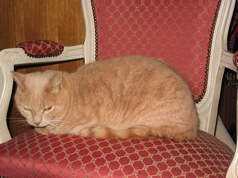 Huskat Simba billede 11