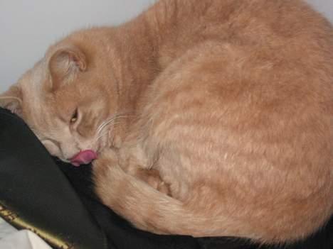 Huskat Simba billede 12