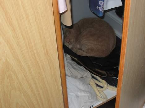 Huskat Simba - HOV....Hvem er mon det der ligger der inde i skabet?? billede 13