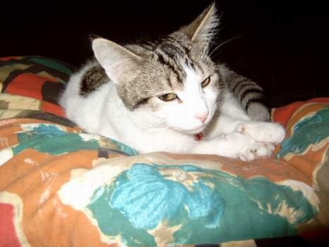 Blanding af racer Fritz - Fritz <3 billede 1