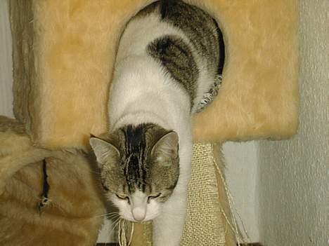 Blanding af racer Fritz - På vej ud af kattestativet *g*. billede 2