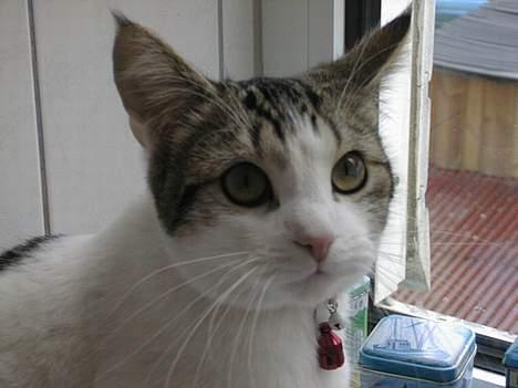 Blanding af racer Fritz - Fritz´s hovede :o) billede 3