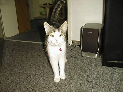 Blanding af racer Fritz - Søde lille Fritz :o) billede 4