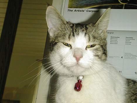 Blanding af racer Fritz - Fritz [: billede 5