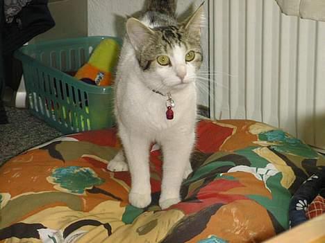 Blanding af racer Fritz - Fritz på sit yndlings liggested :o) billede 6