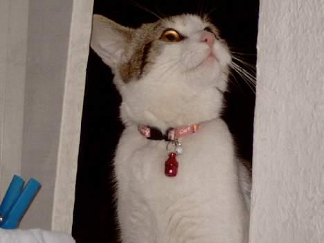 Blanding af racer Fritz - Hvad er det der lugter så godt ? *g*. billede 7