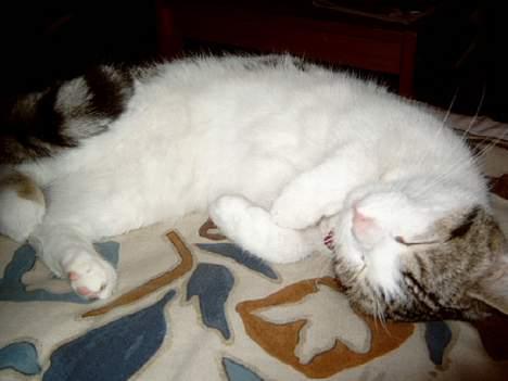 Blanding af racer Fritz - Fritz sover :o) billede 8