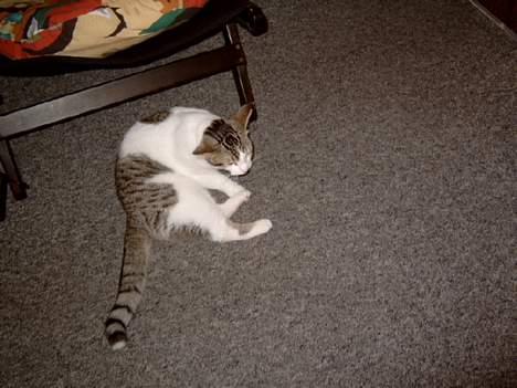 Blanding af racer Fritz - Lille Fritz :o) billede 9