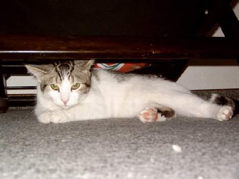 Blanding af racer Fritz - Man kan lige akkurat være herinde under *gg*. billede 10