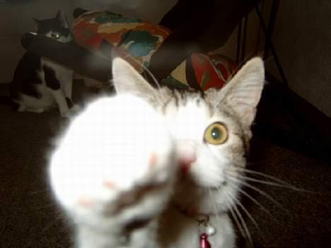 Blanding af racer Fritz - Ikk flere billeder nu! billede 11