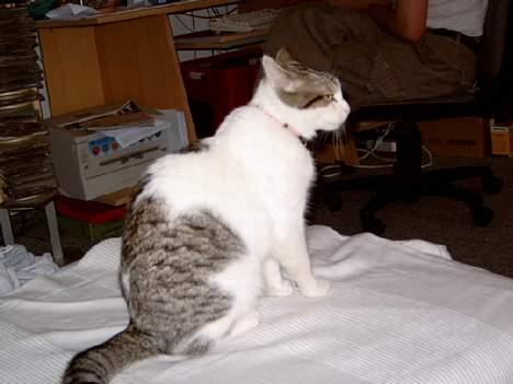 Blanding af racer Fritz - Fritz sidder på sengen *s*. billede 12