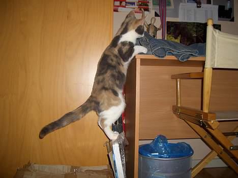 Blanding af racer † Madonna - DØD †   - Det hele handler om BALANCE billede 7