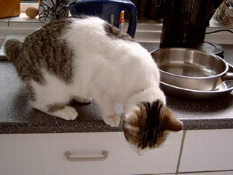 Blanding af racer Fritz - Skal jeg mon hoppe need ? billede 13