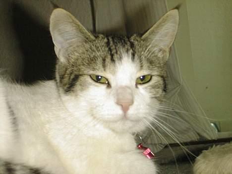 Blanding af racer Fritz - Søde lille Fritz <3 billede 14