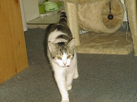 Blanding af racer Fritz - Jaja.. Jeg er på vej! billede 15