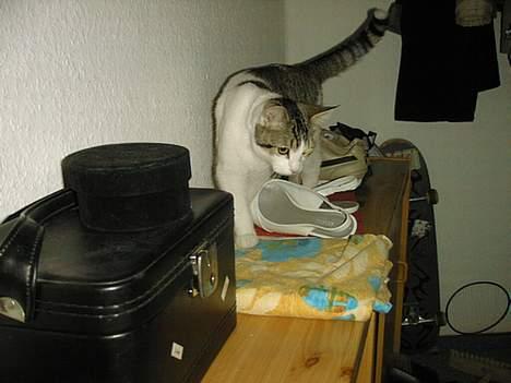 Blanding af racer Fritz - Hvad skal alle de sko også her? billede 16