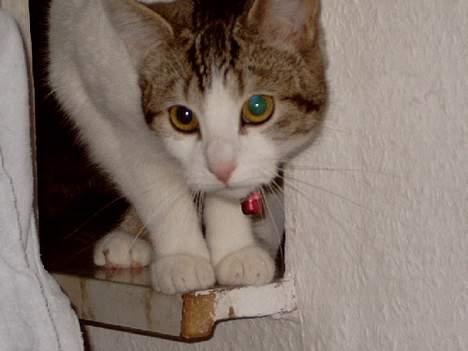 Blanding af racer Fritz - Fritz <3 billede 17