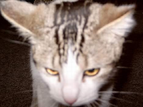 Blanding af racer Fritz - Fritz meget tæt på :p billede 19