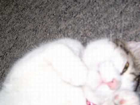 Blanding af racer Fritz - Fritz ! billede 20