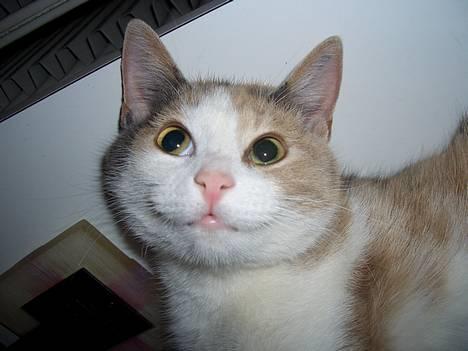 Blanding af racer † Madonna - DØD †   - NYT! Den var god den der vits :D billede 8