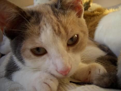 Blanding af racer † Madonna - DØD †   - Ik så tæt på, er jo lige vågnet billede 9