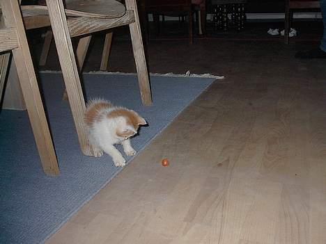 Blanding af racer Luffe (død :'( ..... ) billede 2