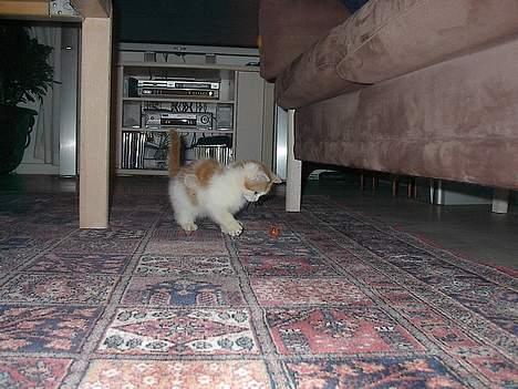 Blanding af racer Luffe (død :'( ..... ) billede 3