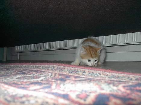 Blanding af racer Luffe (død :'( ..... ) billede 4