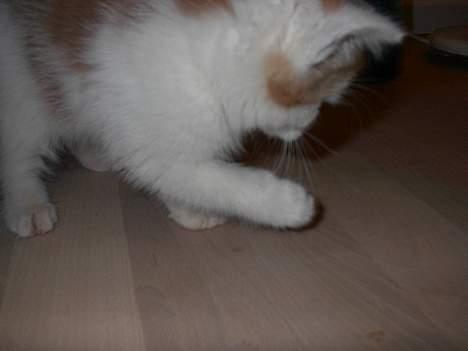 Blanding af racer Luffe (død :'( ..... ) billede 5