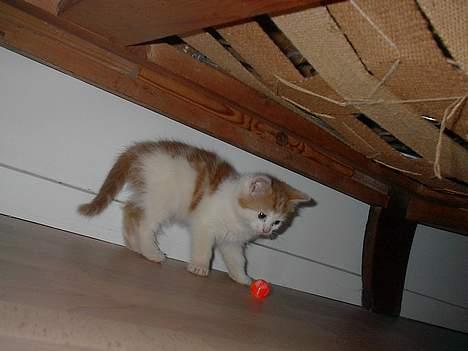 Blanding af racer Luffe (død :'( ..... ) billede 6