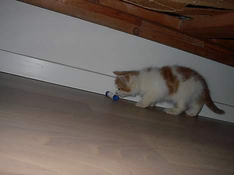 Blanding af racer Luffe (død :'( ..... ) billede 7