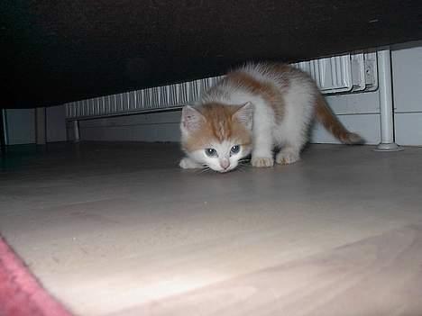 Blanding af racer Luffe (død :'( ..... ) billede 8