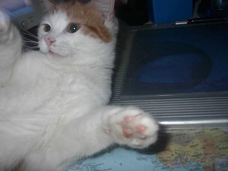 Blanding af racer Luffe (død :'( ..... ) billede 9