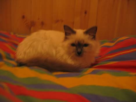 Hellig Birma Fabulous Lizzy - LIzzy oppi sengo mi=P billede 2