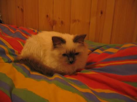 Hellig Birma Fabulous Lizzy - Såå søøt<3 billede 3